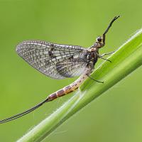 Mayfly - Ephemera danica 2 